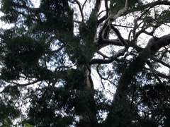 Afrocarpus falcatus