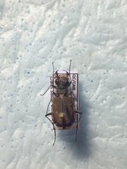 Cicindela repanda repanda