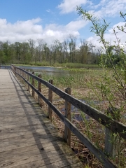 Botaurus lentiginosus