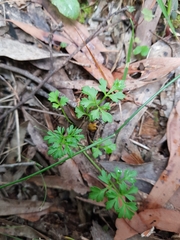 Xanthosia
