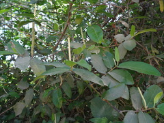 Piper tuberculatum
