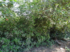 Piper tuberculatum