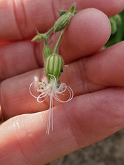 Silene lemmonii