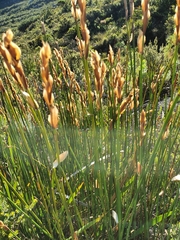 Elegia racemosa