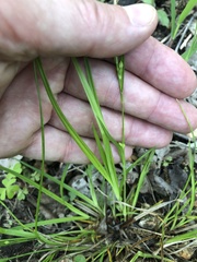 Carex oligocarpa