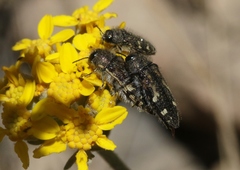 Acmaeodera connexa