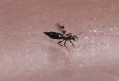 Aeolothrips collaris