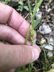 Carex oligocarpa