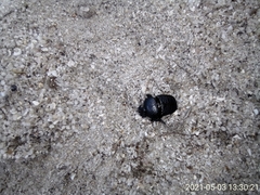 Scarabaeus intricatus