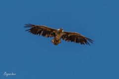 Haliaeetus albicilla