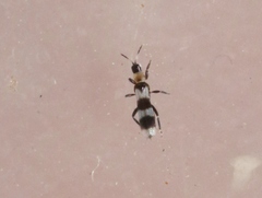 Aeolothrips collaris