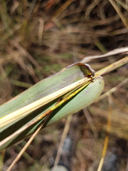Diheteropogon amplectens