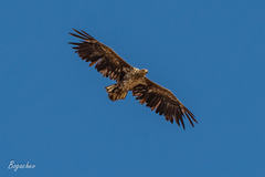 Haliaeetus albicilla