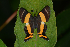 Ancyluris colubra