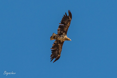 Haliaeetus albicilla
