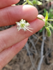 Silene lemmonii