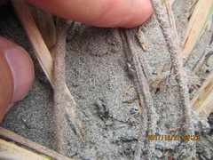 Scotophaeus pretiosus