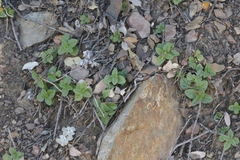 Monardella macrantha hallii