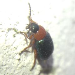 Gastrophysa polygoni