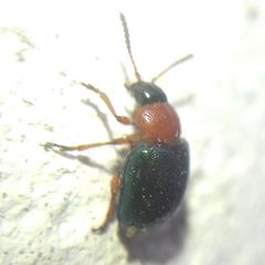 Gastrophysa polygoni
