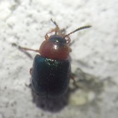 Gastrophysa polygoni