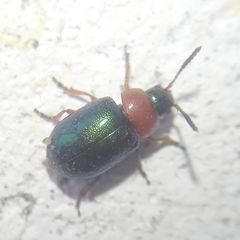 Gastrophysa polygoni