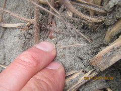 Scotophaeus pretiosus