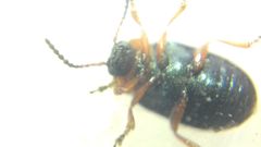 Gastrophysa polygoni