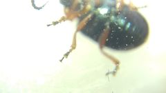 Gastrophysa polygoni