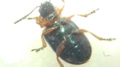 Gastrophysa polygoni