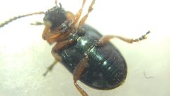 Gastrophysa polygoni
