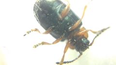 Gastrophysa polygoni