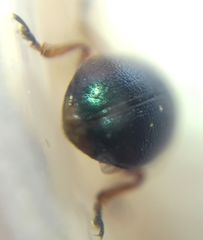 Gastrophysa polygoni