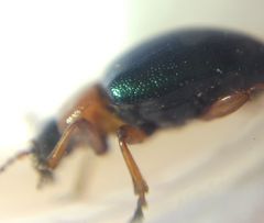 Gastrophysa polygoni