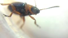 Gastrophysa polygoni