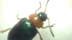 Gastrophysa polygoni