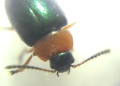 Gastrophysa polygoni