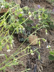 Silene lemmonii
