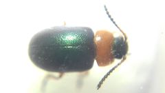 Gastrophysa polygoni