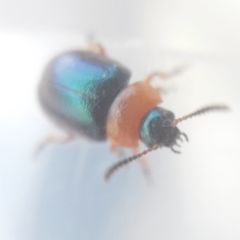 Gastrophysa polygoni