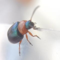 Gastrophysa polygoni