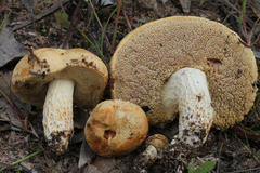 Austroboletus yourkae