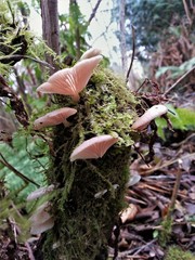 Pleurocybella porrigens image