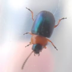 Gastrophysa polygoni