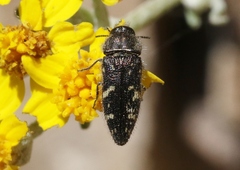 Acmaeodera retifera