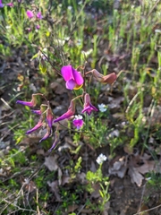 Lathyrus digitatus