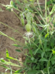 Silene lemmonii