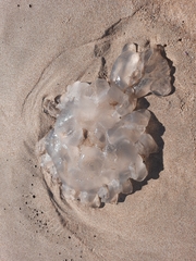 Catostylus mosaicus