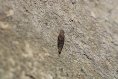 Clausilioidea