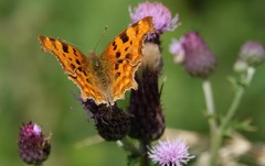 Polygonia c-album
